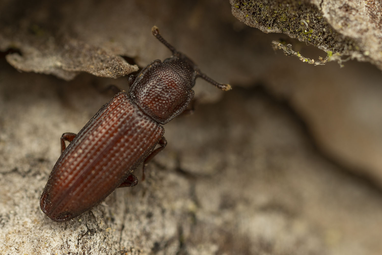 Pycnomerus terebrans 