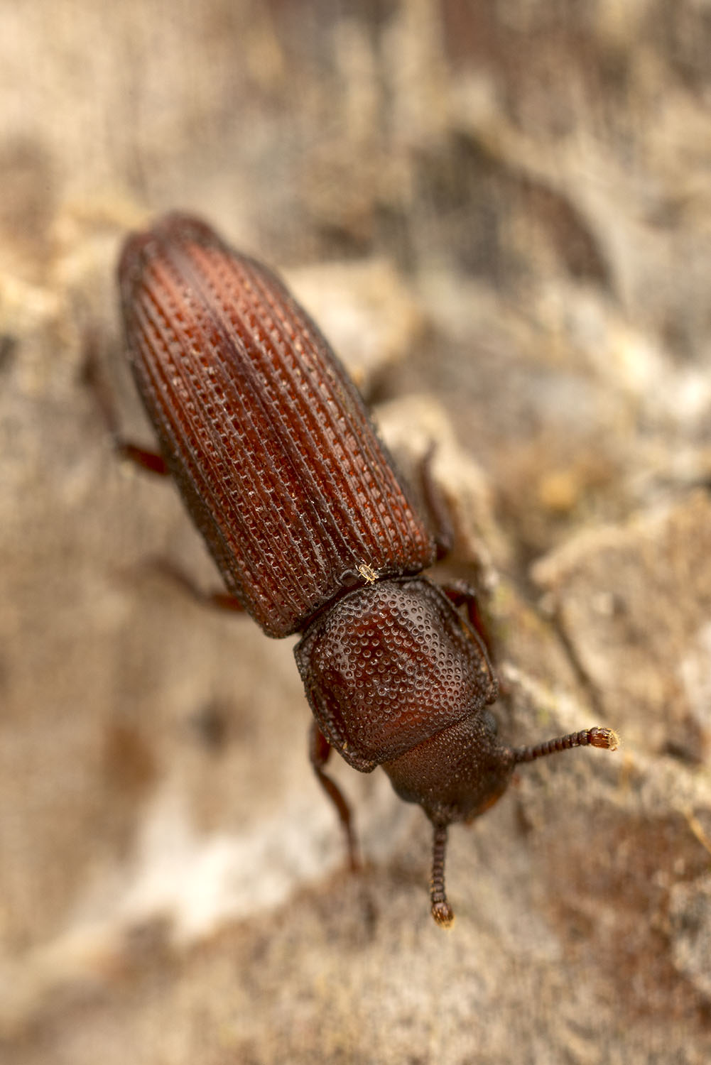 Pycnomerus terebrans 