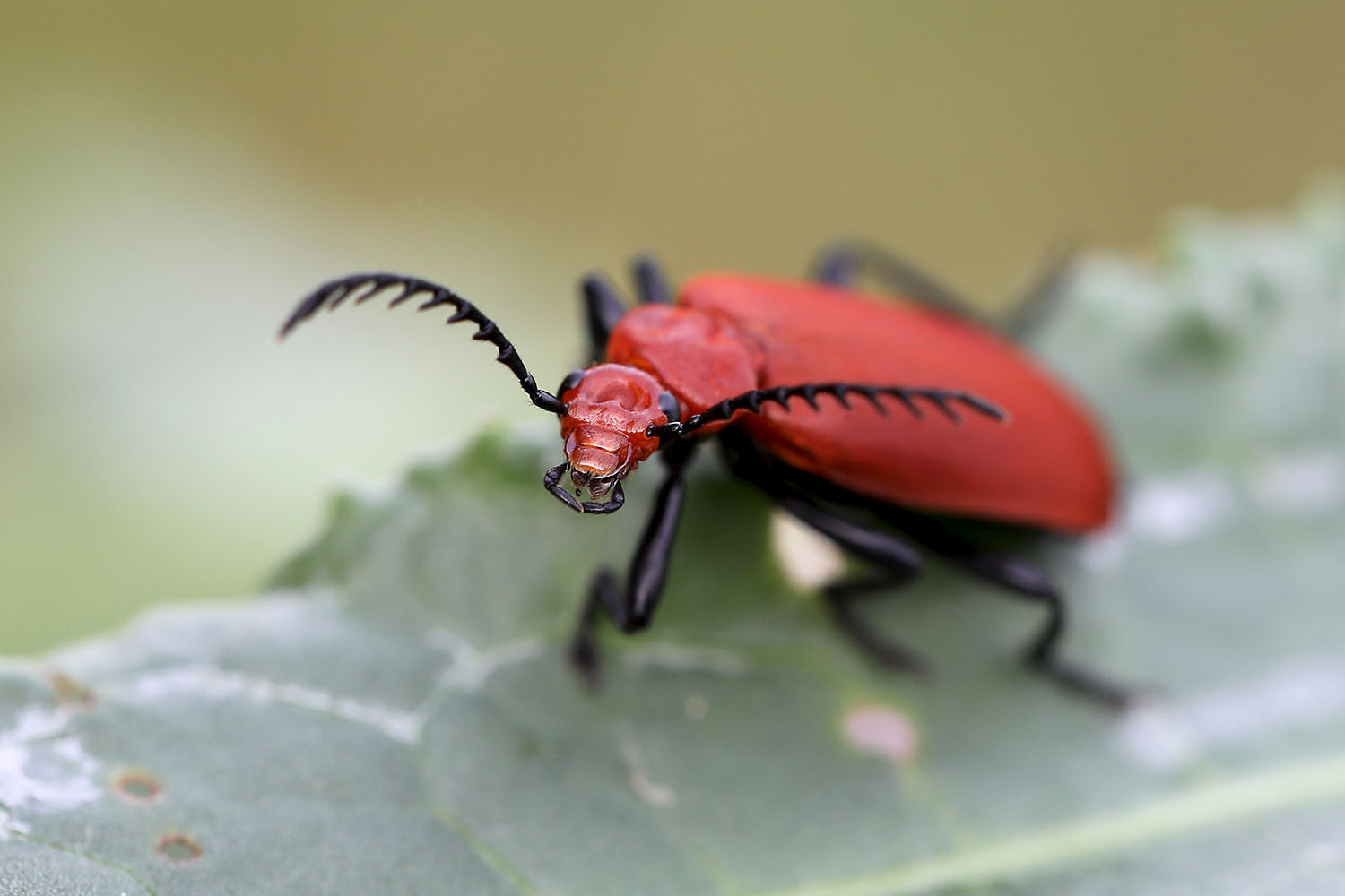 Pyrochroa bifoveata 