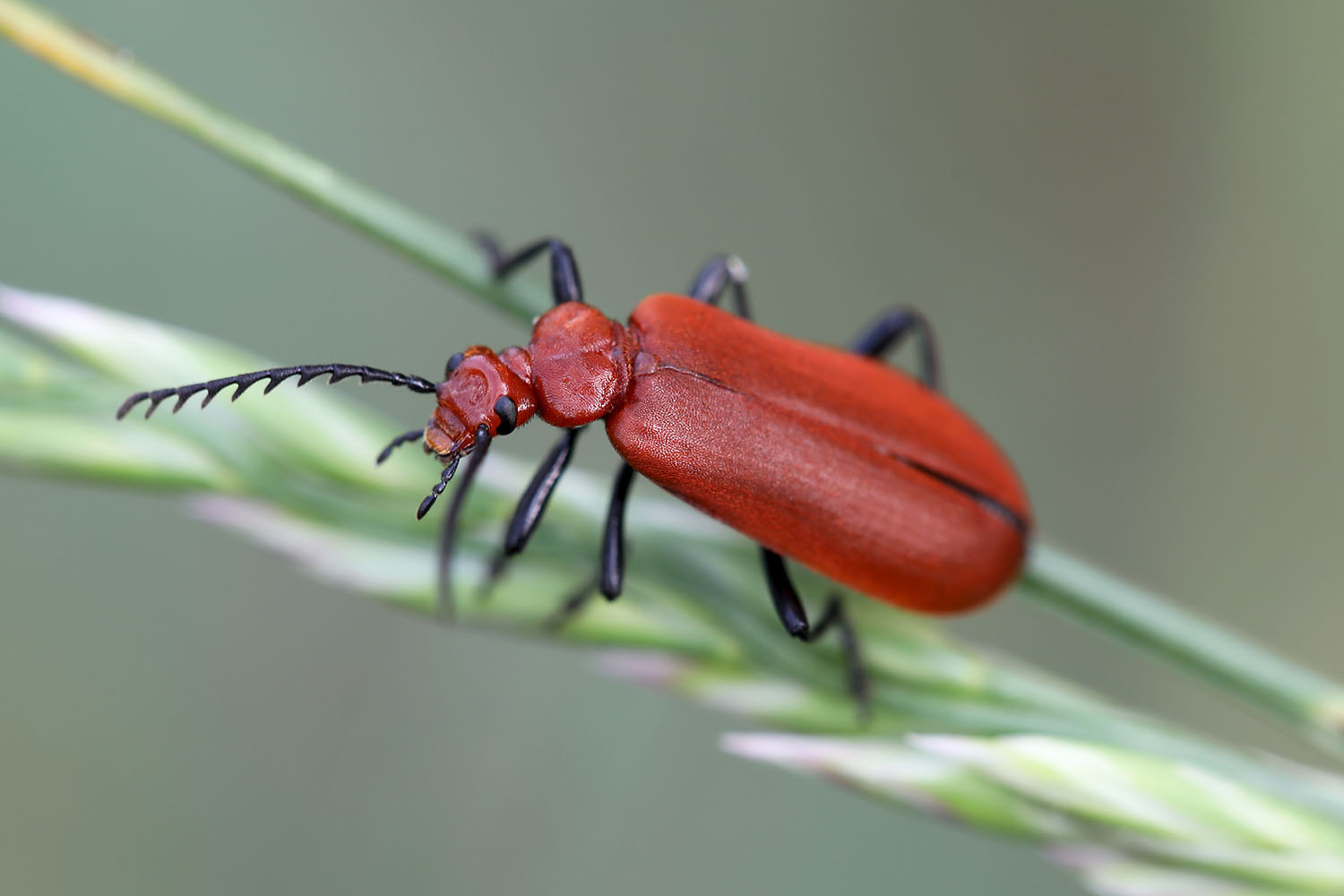 Pyrochroa bifoveata 