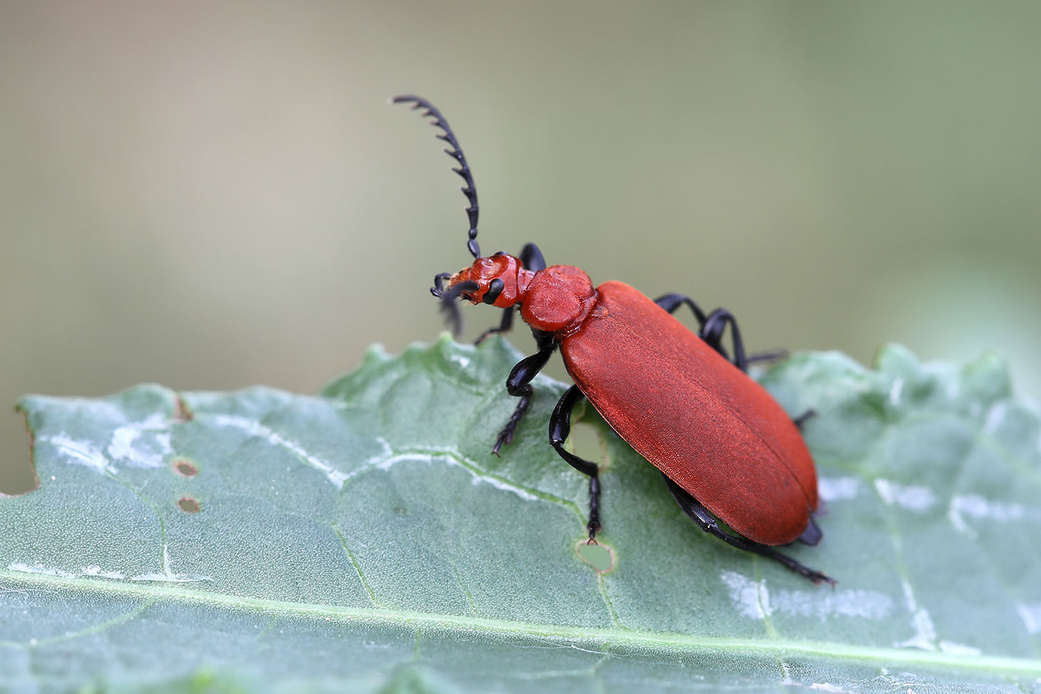 Pyrochroa bifoveata 