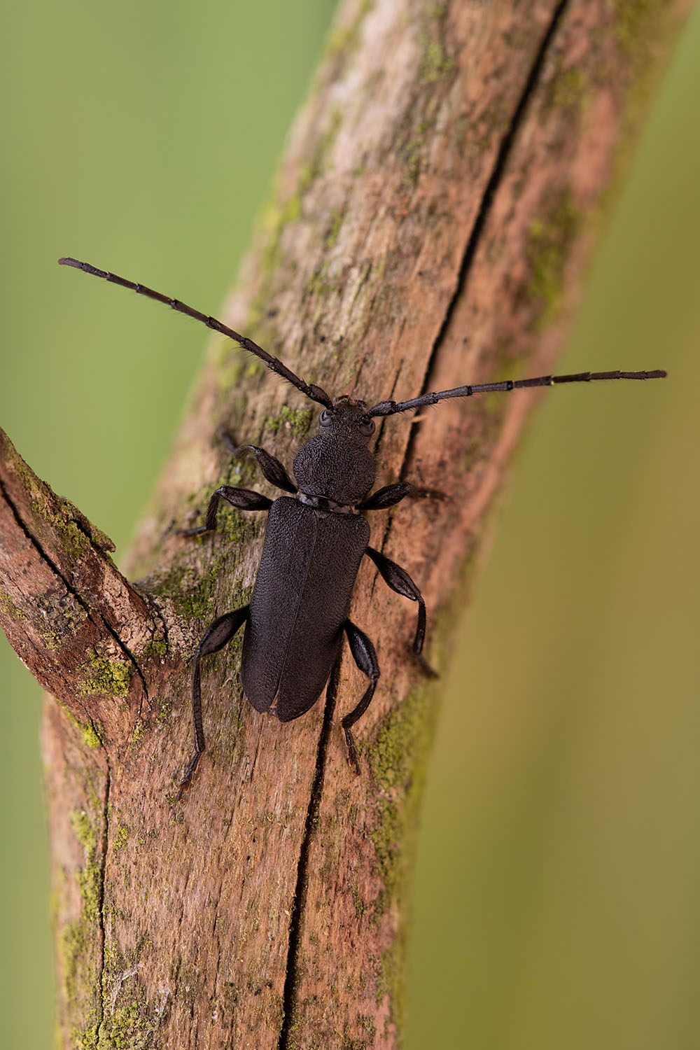 Ropalopus macropus 