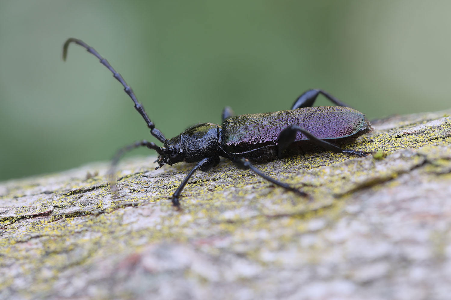 Ropalopus ungaricus ungaricus