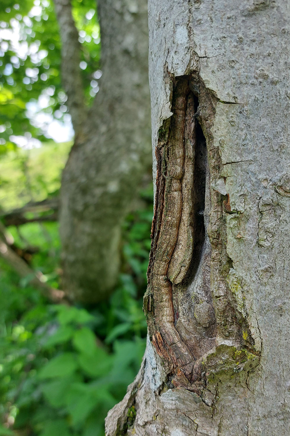 Ropalopus ungaricus ungaricus