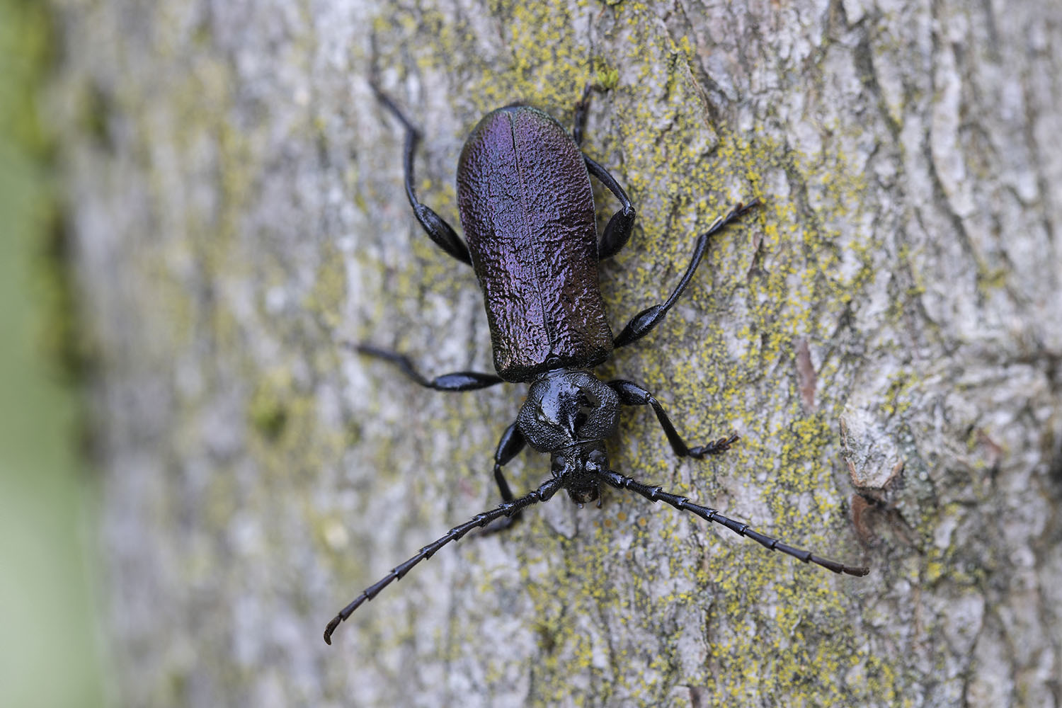 Ropalopus ungaricus ungaricus