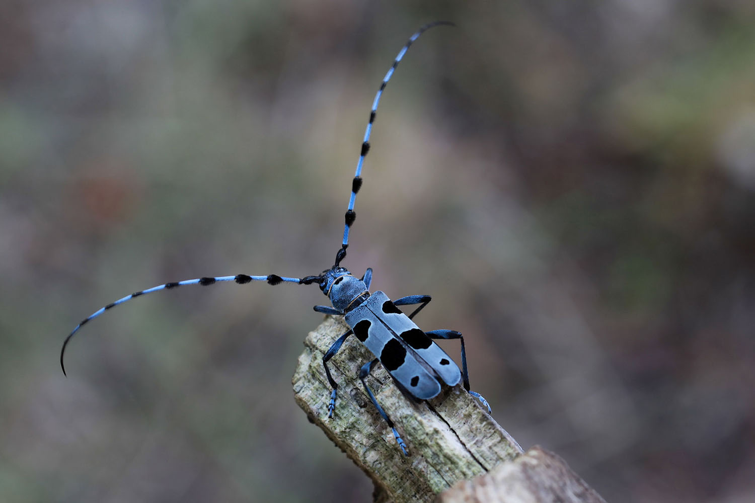 Rosalia alpina alpina