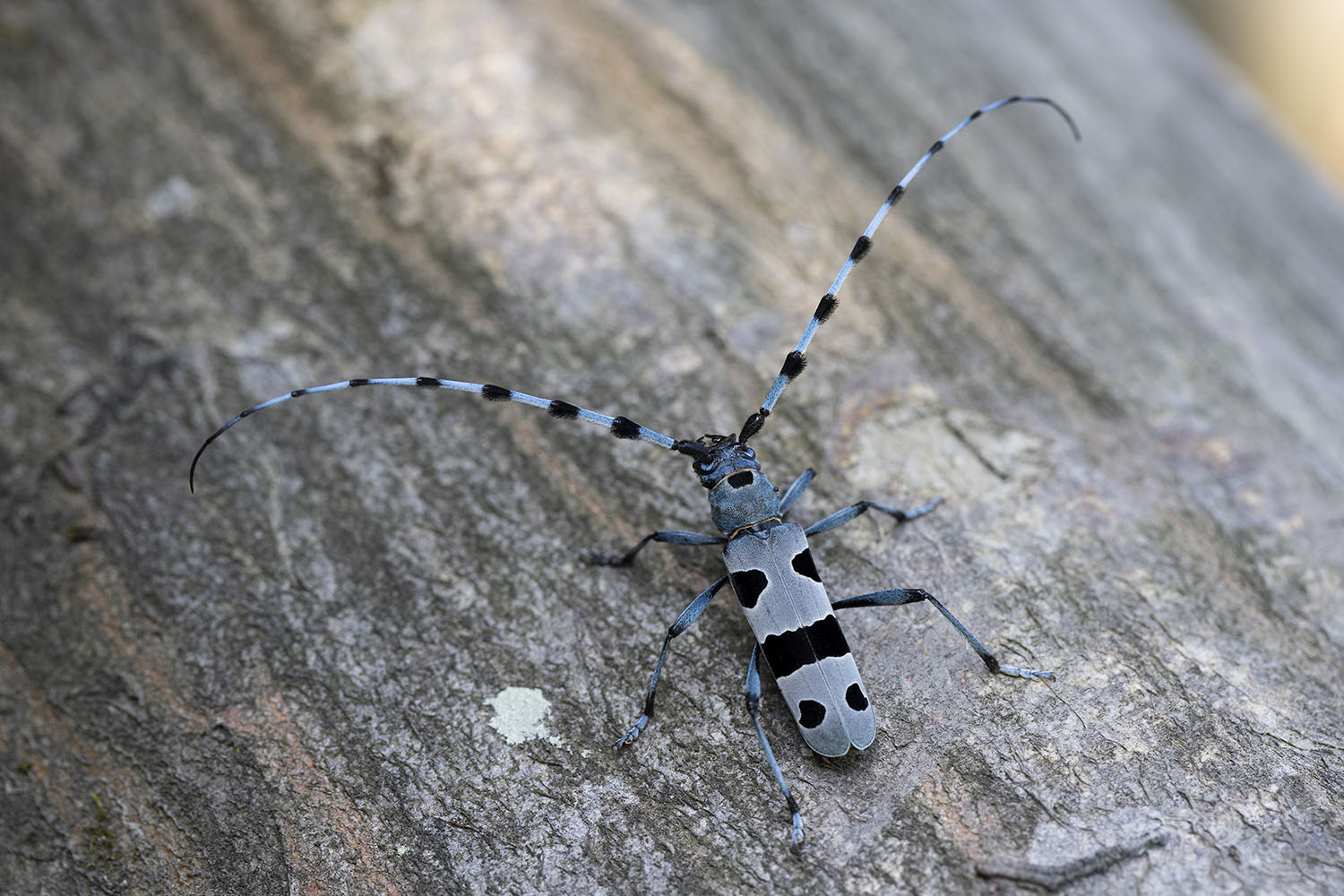 Rosalia alpina alpina