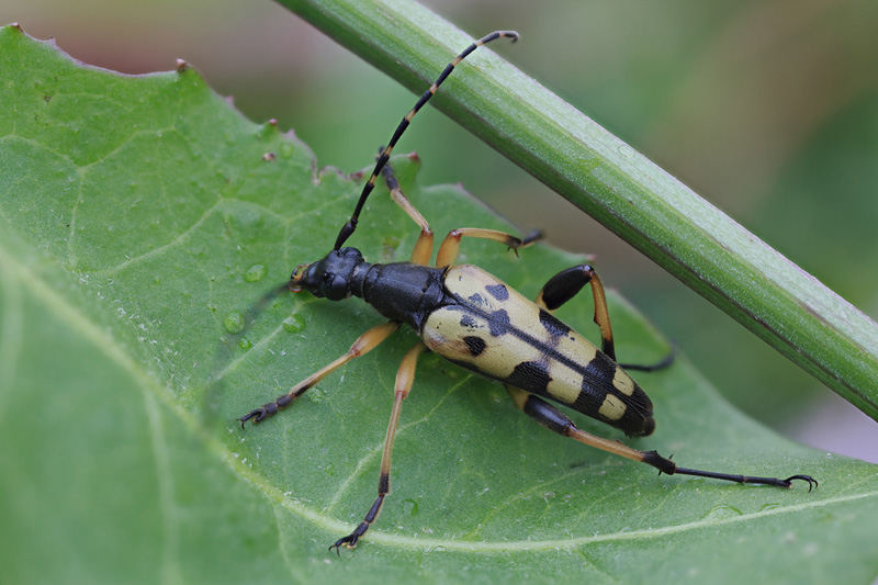 Rutpela maculata maculata