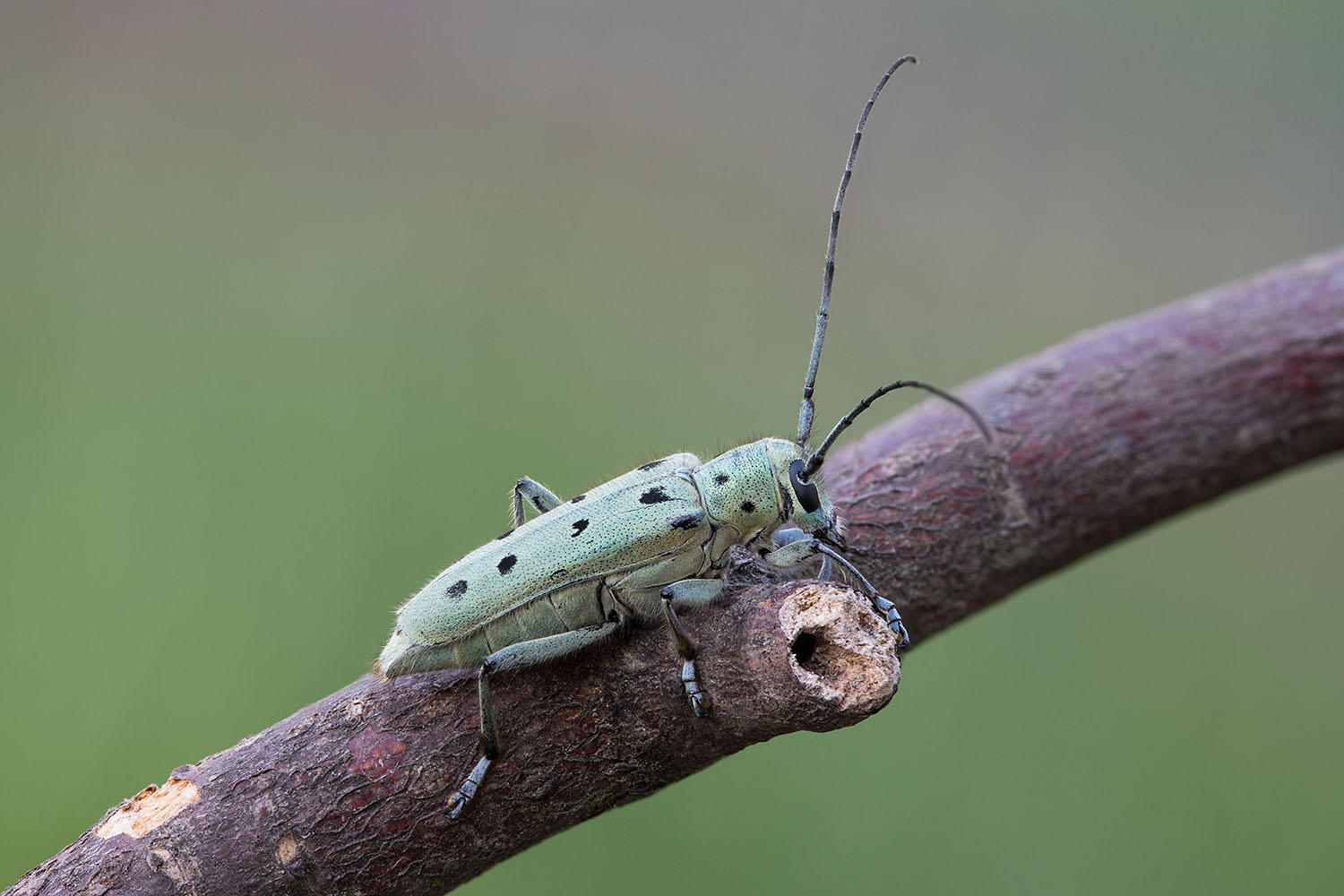 Saperda octopunctata 