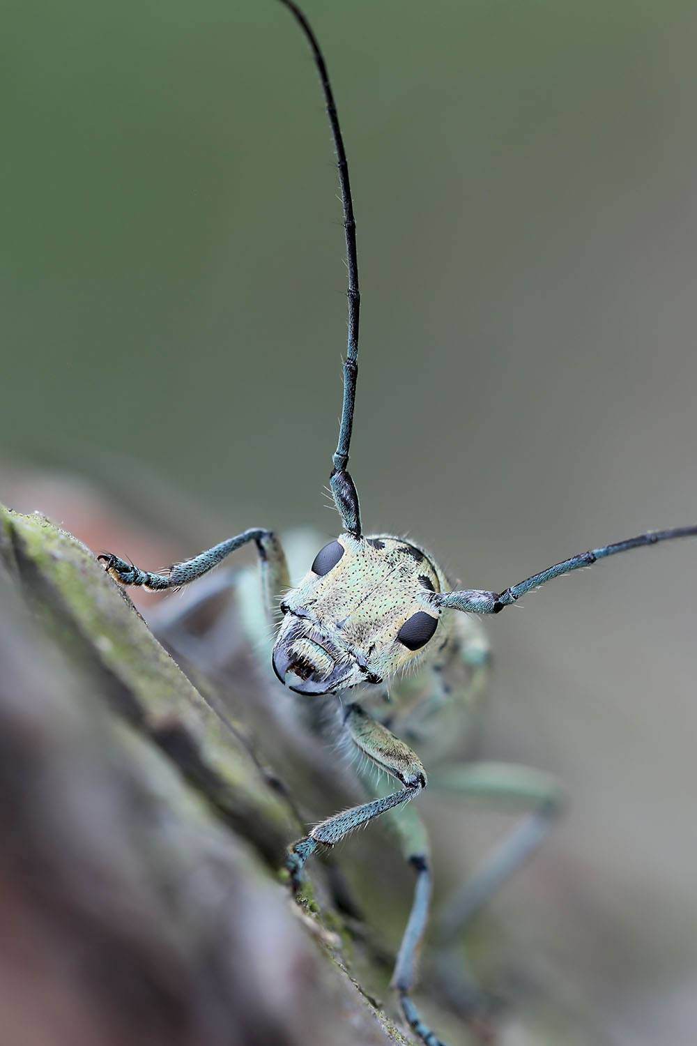 Saperda punctata 