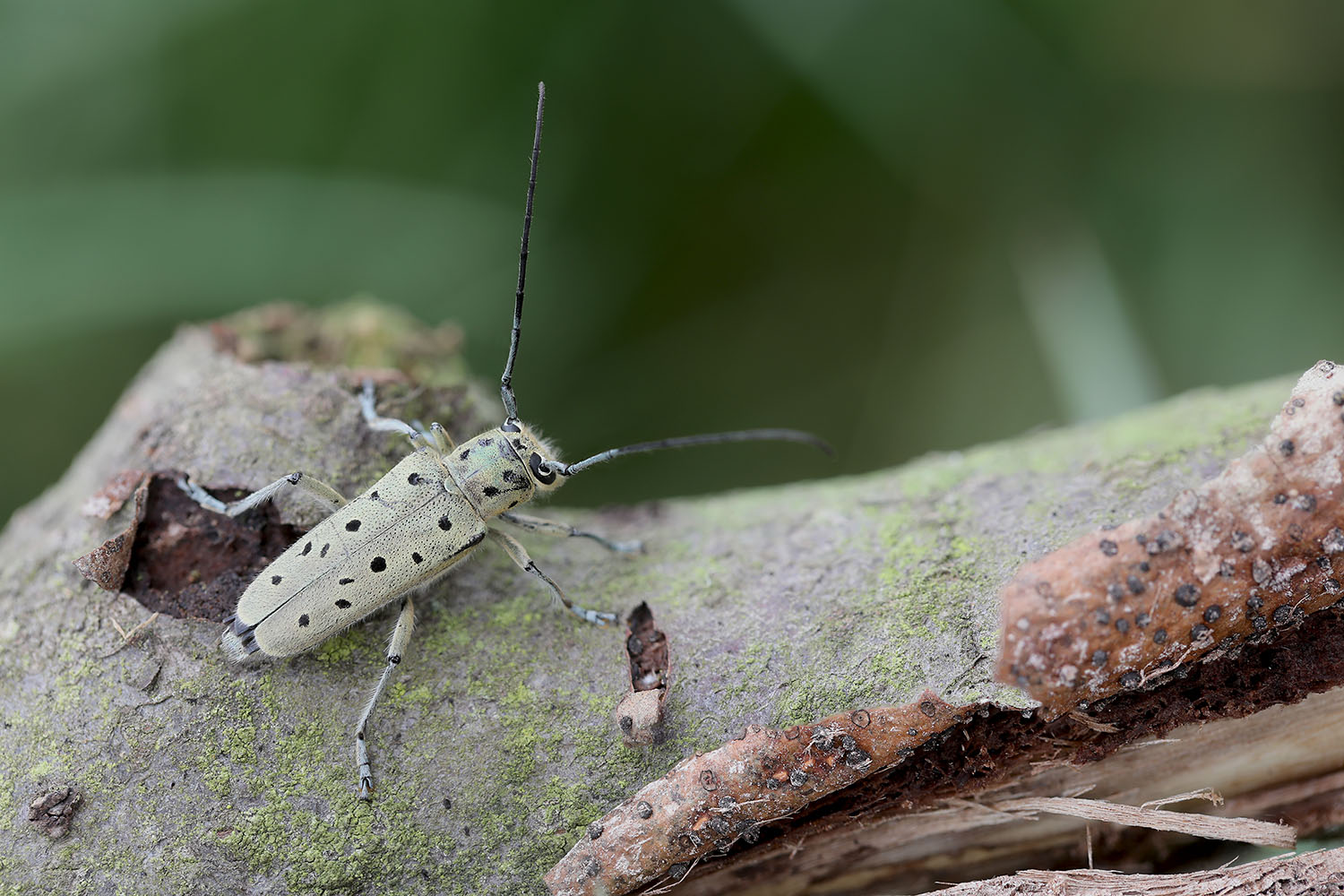 Saperda punctata 