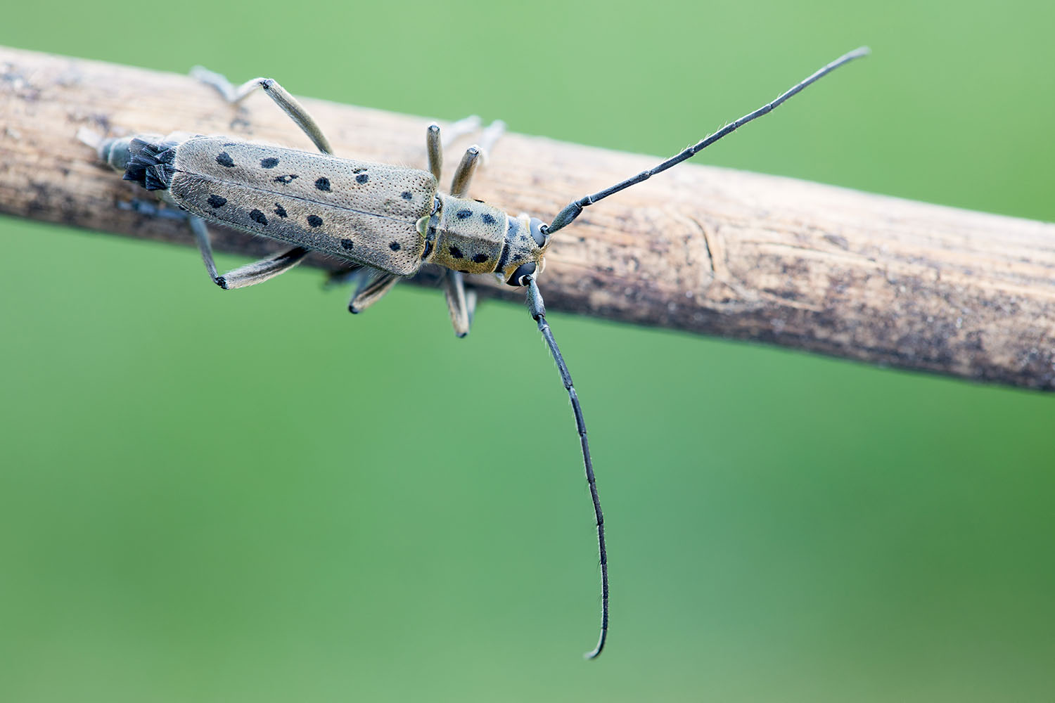 Saperda punctata 