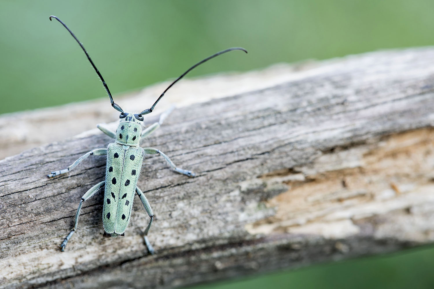 Saperda punctata 