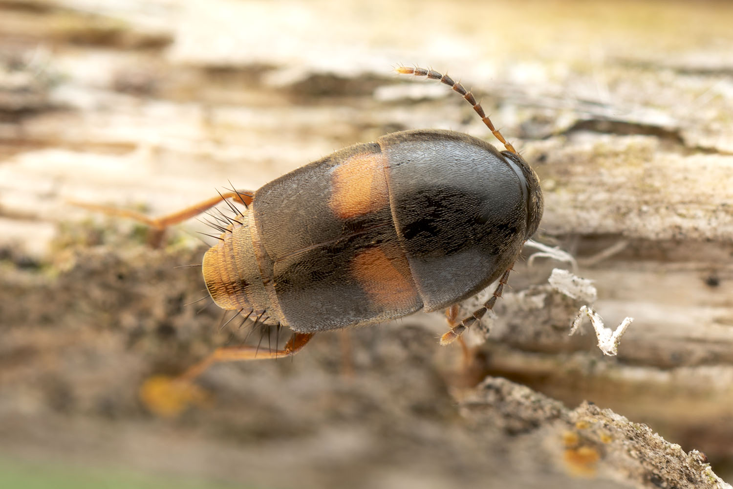 Sepedophilus bipunctatus 