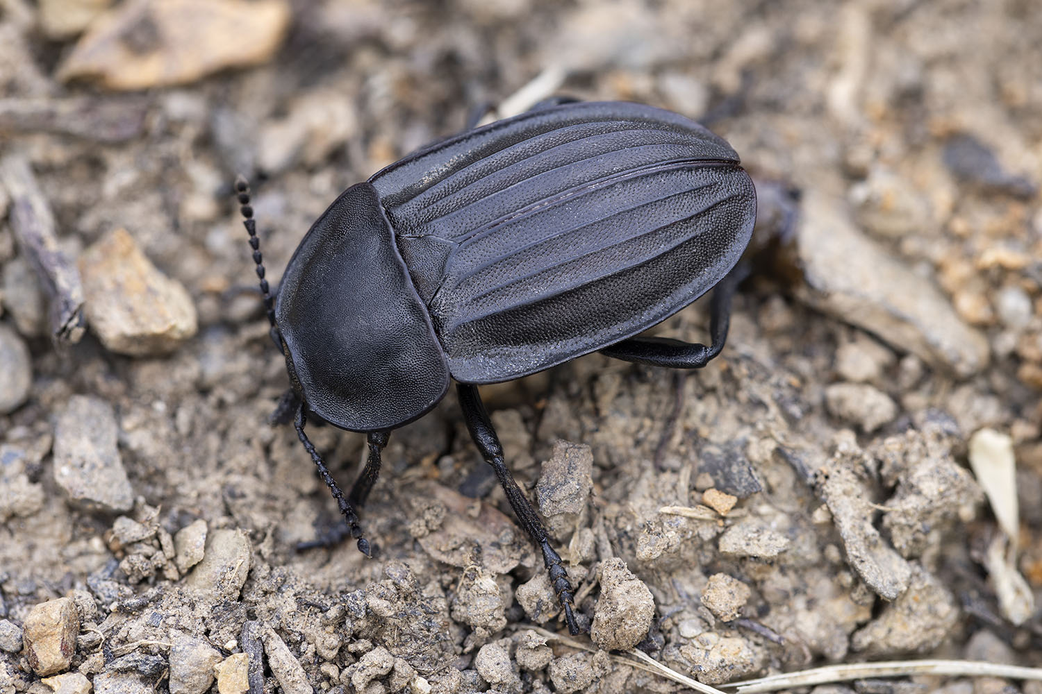 Silpha carinata 