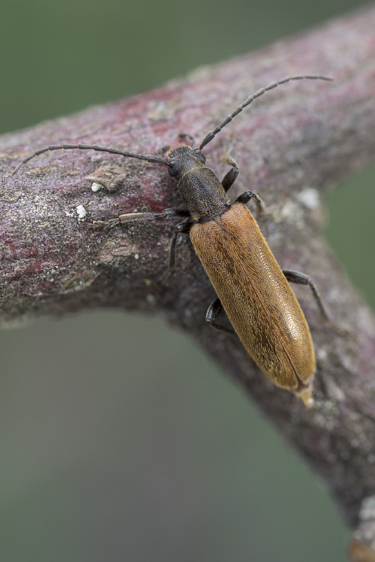 Sparedrus testaceus 