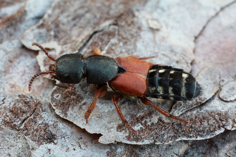 Staphylinus dimidiaticornis 