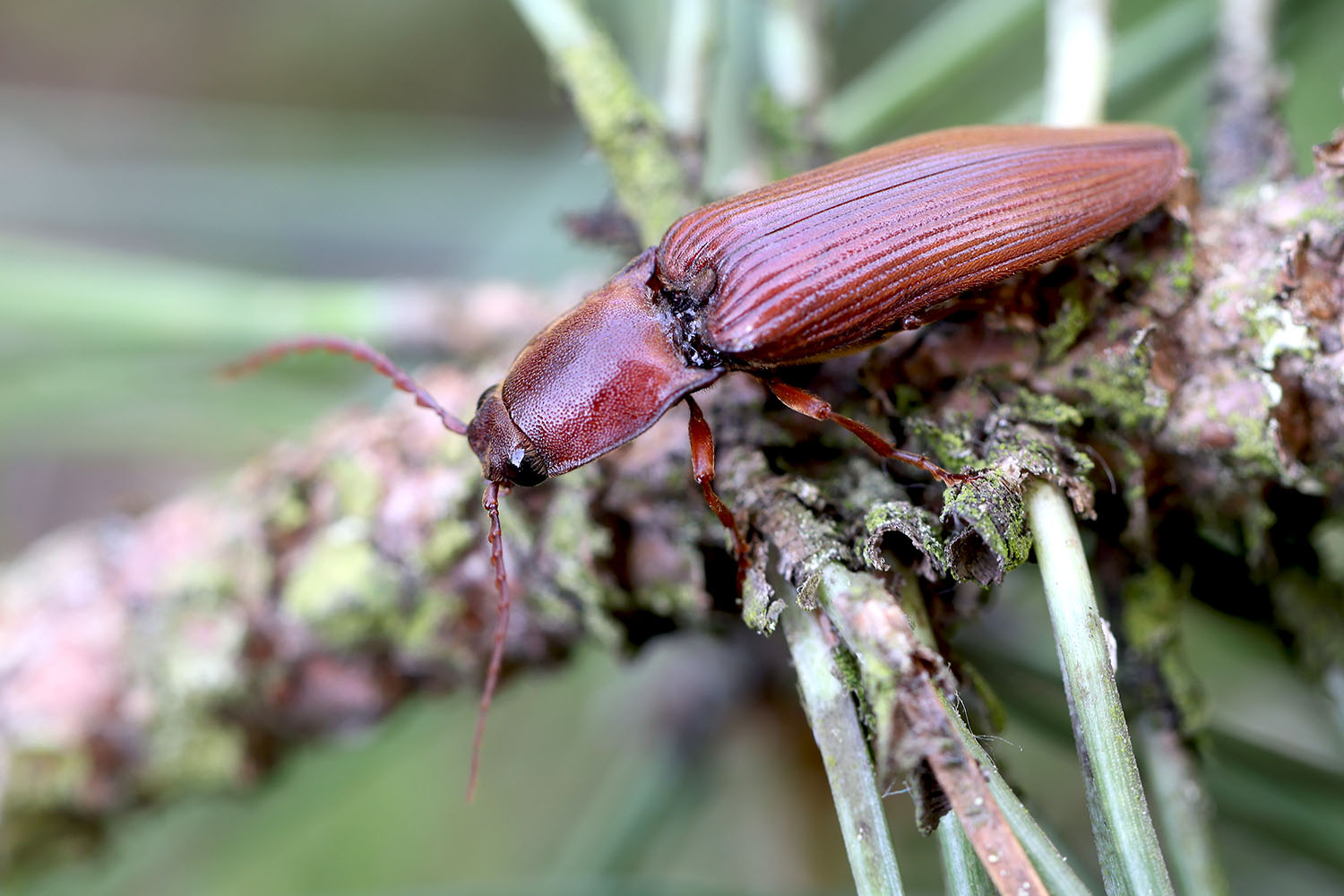 Stenagostus rufus 