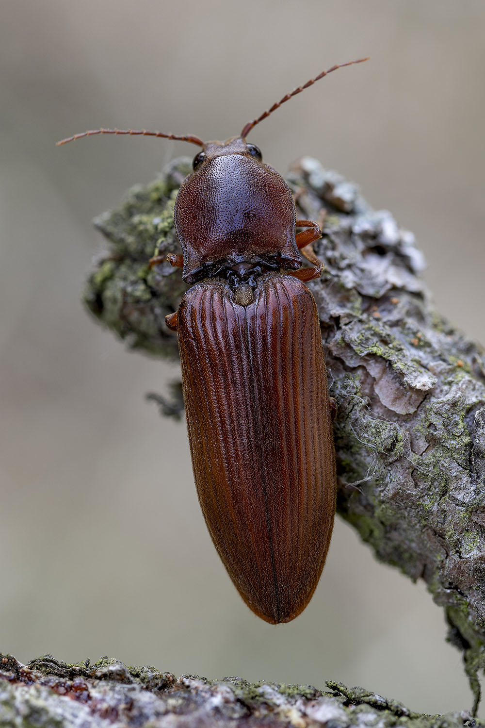 Stenagostus rufus 