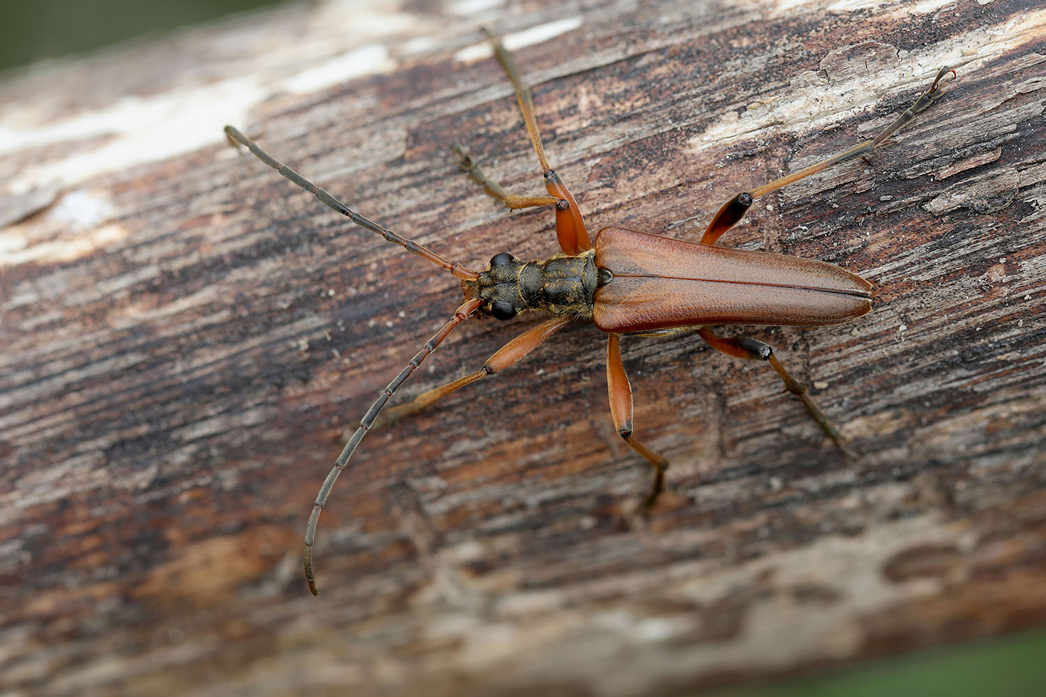 Stenocorus meridianus 