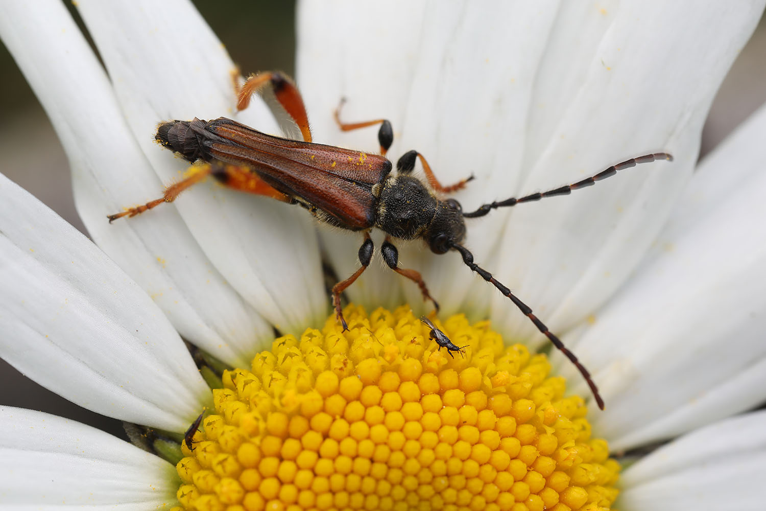 Stenopterus rufus rufus