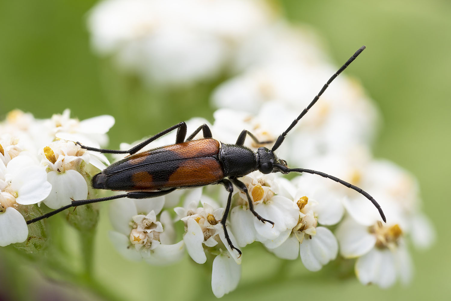 Stenurella bifasciata bifasciata