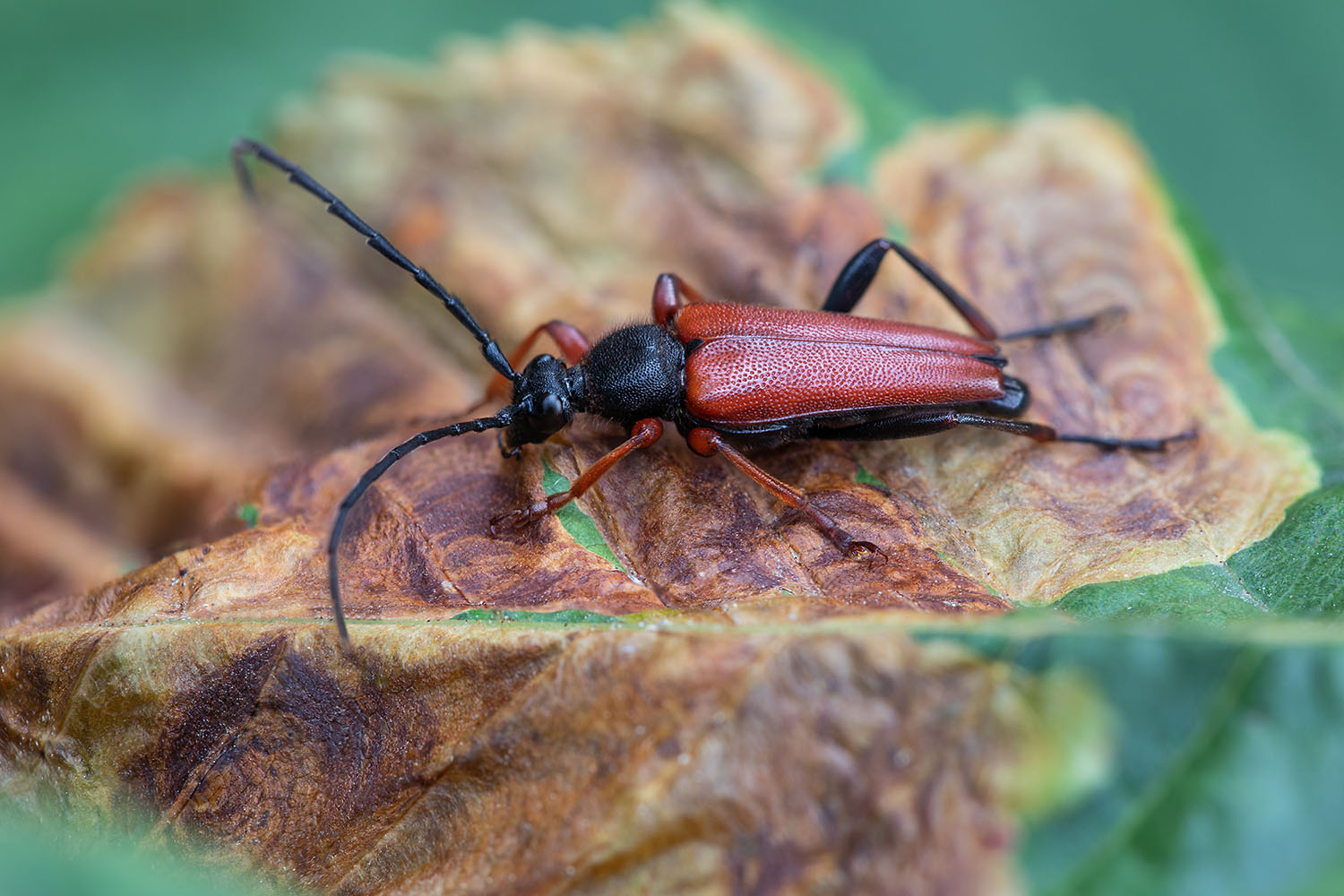 Stictoleptura erythroptera 