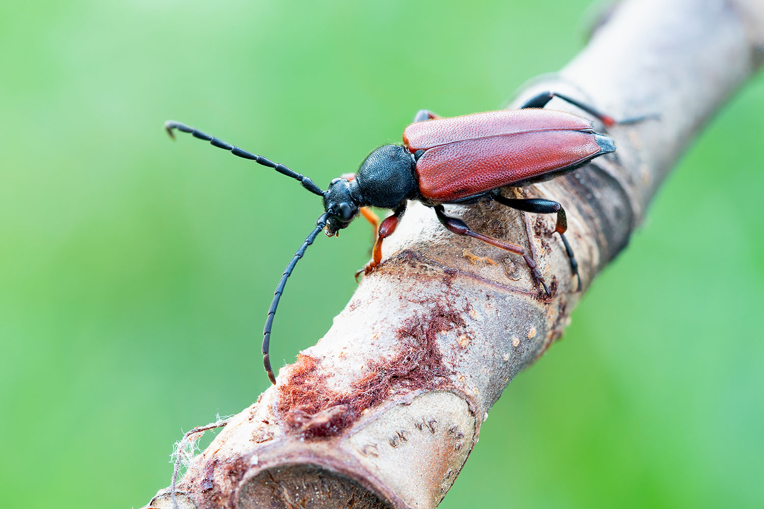 Stictoleptura erythroptera 