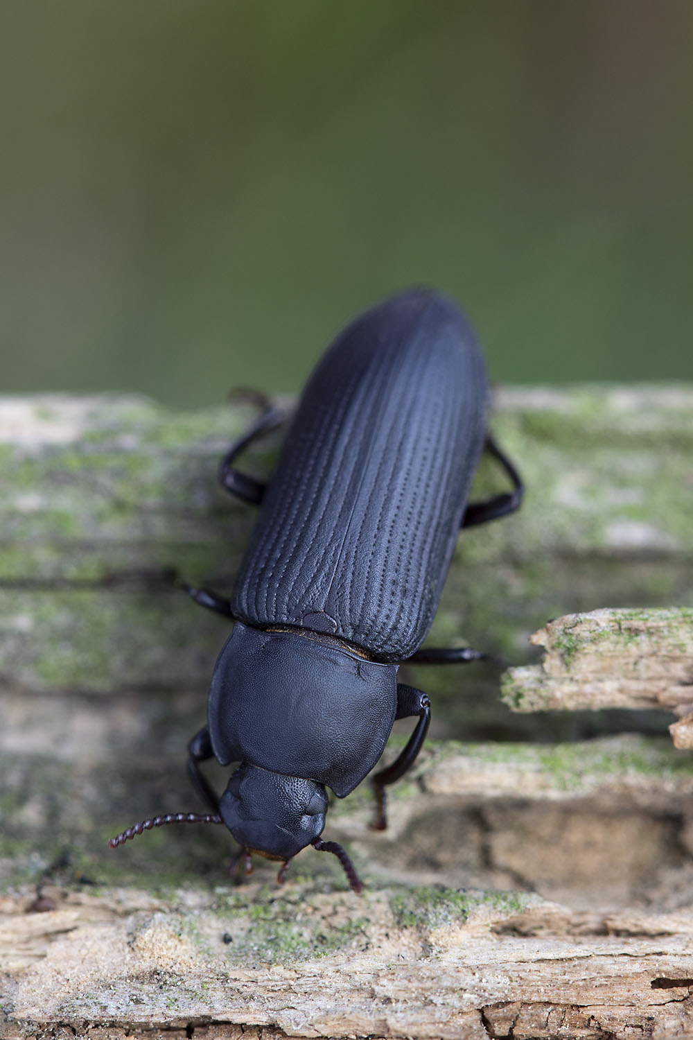 Tenebrio opacus 