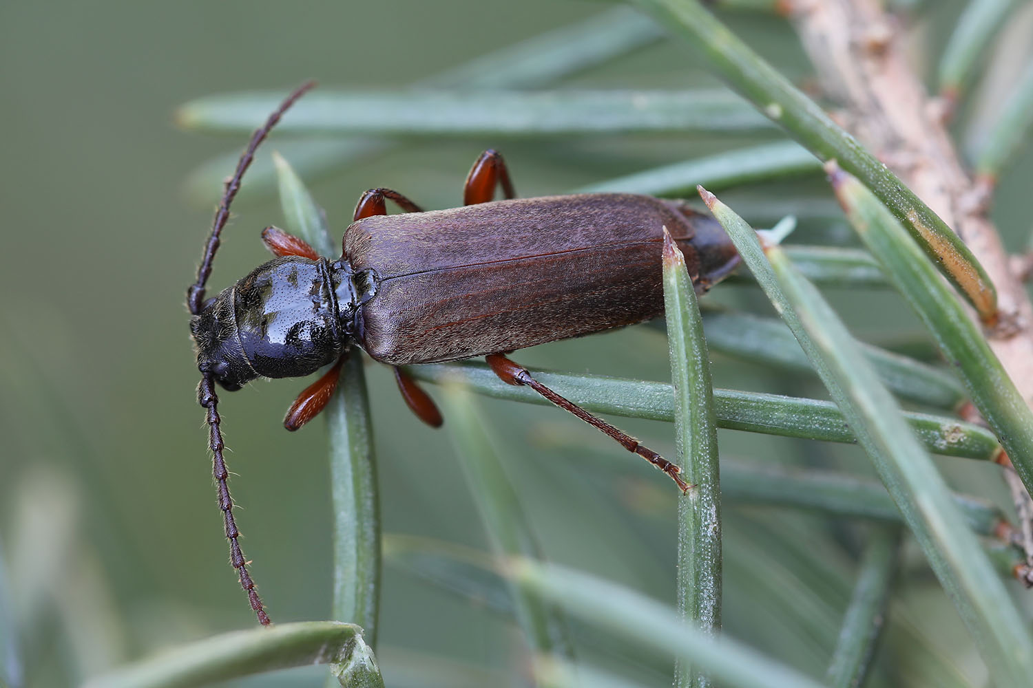 Tetropium castaneum 