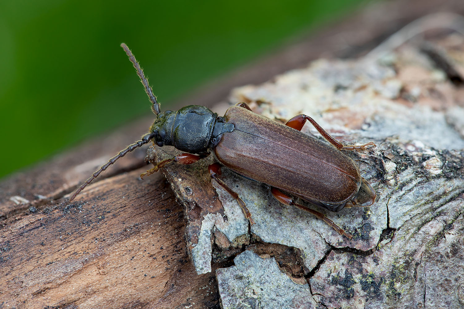 Tetropium castaneum 