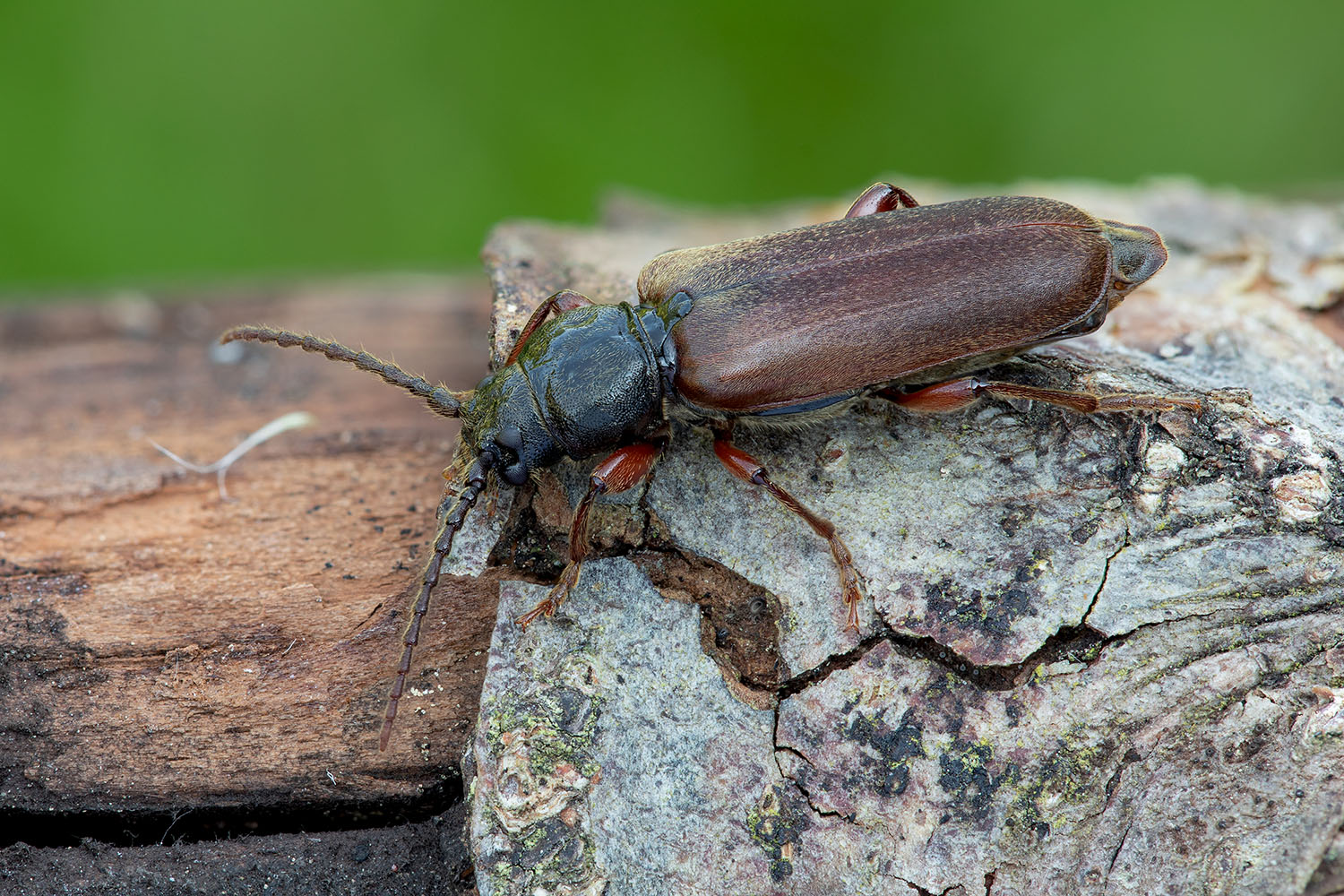 Tetropium castaneum 