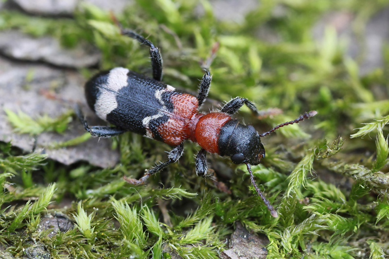 Thanasimus formicarius 