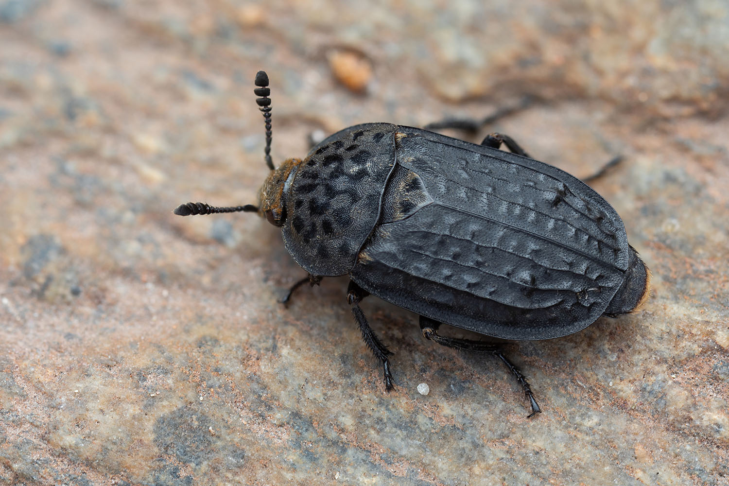 Thanatophilus rugosus 