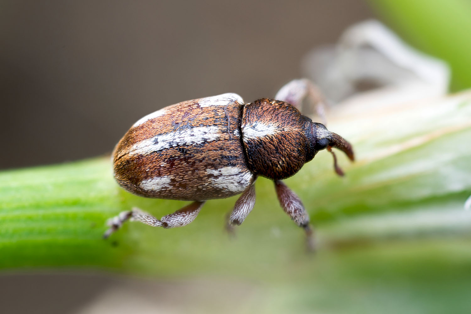 Tychius quinquepunctatus 