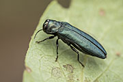 Agrilus cyanescens 
