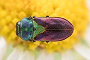 Anthaxia bicolor bicolor