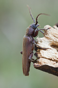 Arhopalus rusticus rusticus