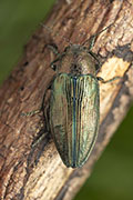 Buprestis rustica 