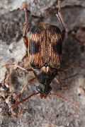 Callosobruchus maculatus 