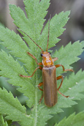 Cantharis cryptica 