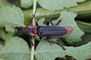 Cantharis fusca 