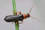 Cantharis lateralis 