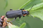 Cantharis obscura 