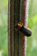 Cantharis thoracica 