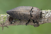 Capnodis tenebricosa 