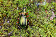 Carabus auronitens auronitens