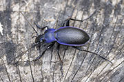 Carabus problematicus harcyniae