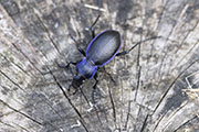Carabus problematicus harcyniae