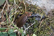 Carabus ulrichii ulrichii